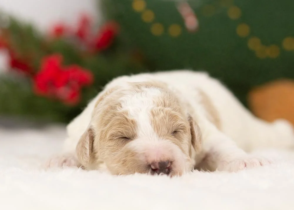 goldendoodle for sale