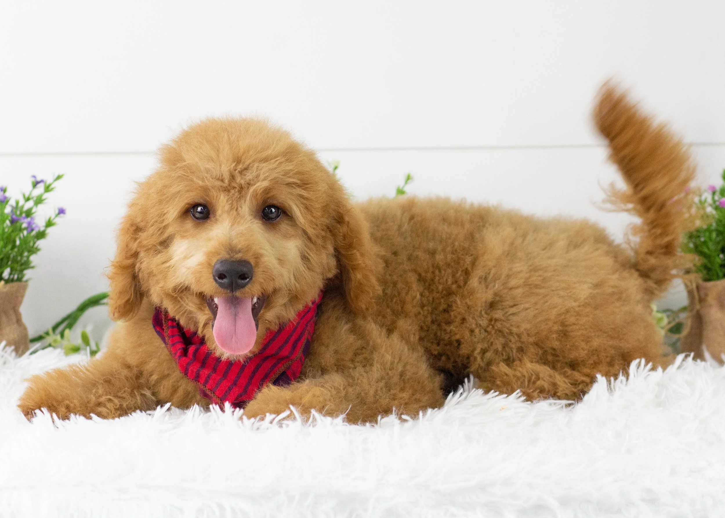 Finn goldendoodle for sale.jpg