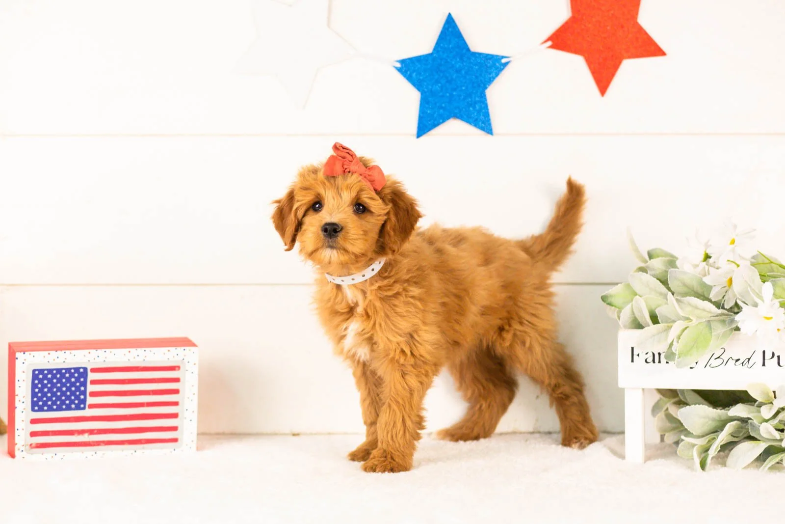 Stella goldendoodle for sale(1).jpg