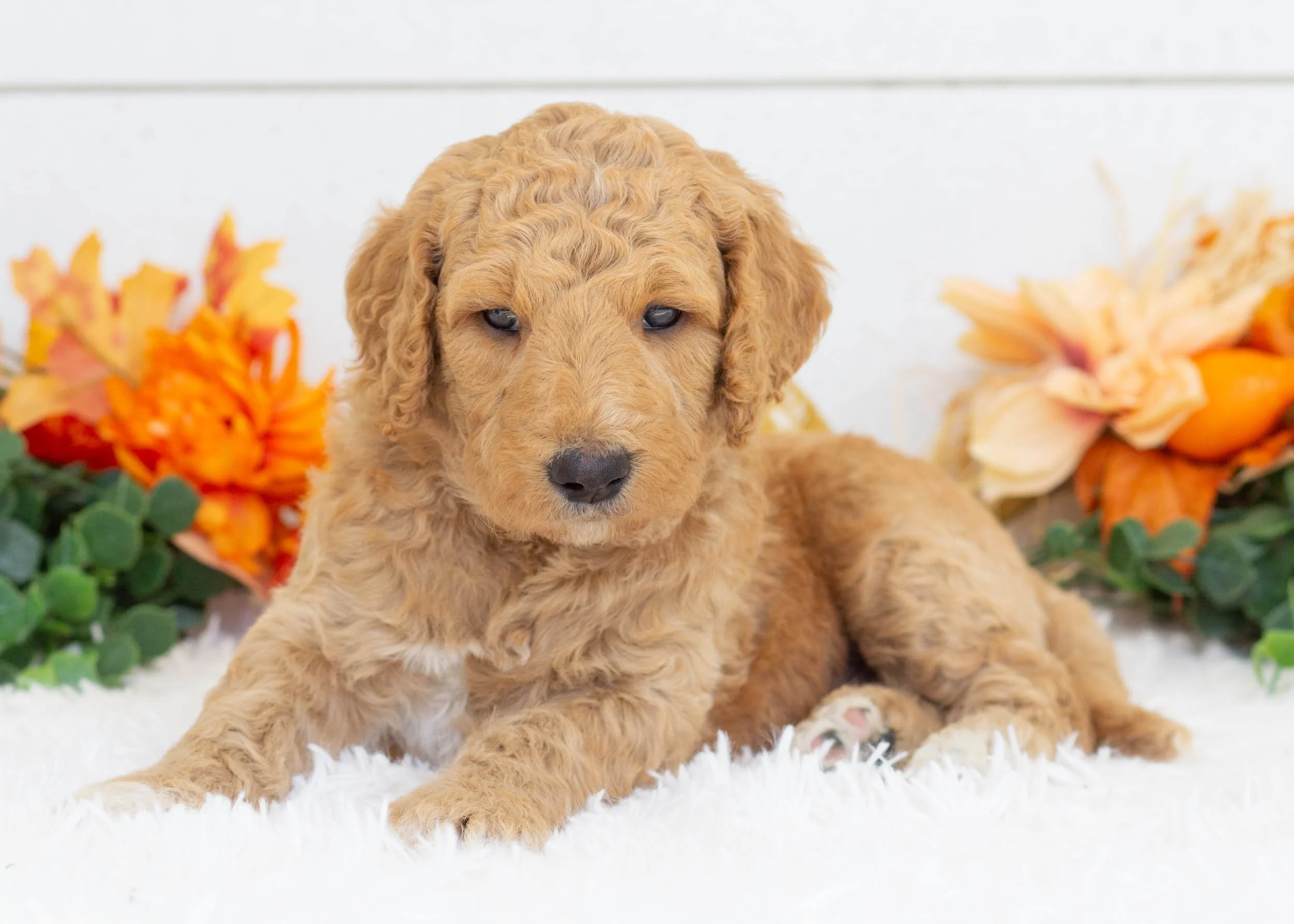 Ricky goldendoodle for sale(3).jpg