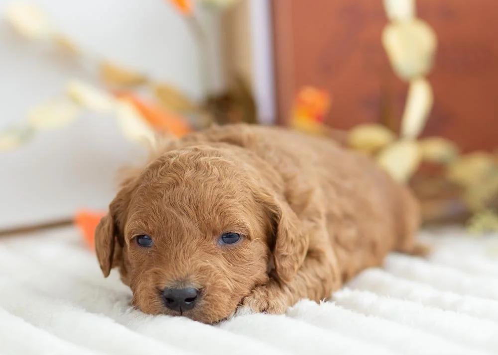 Cookie Dough goldendoodle for sale(3).jpg