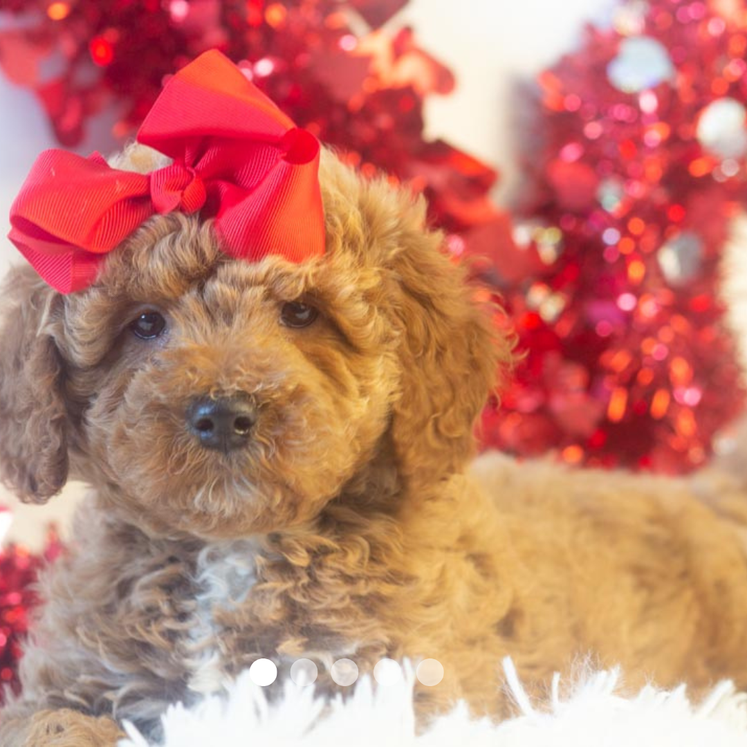 Copy of FBP Design.png