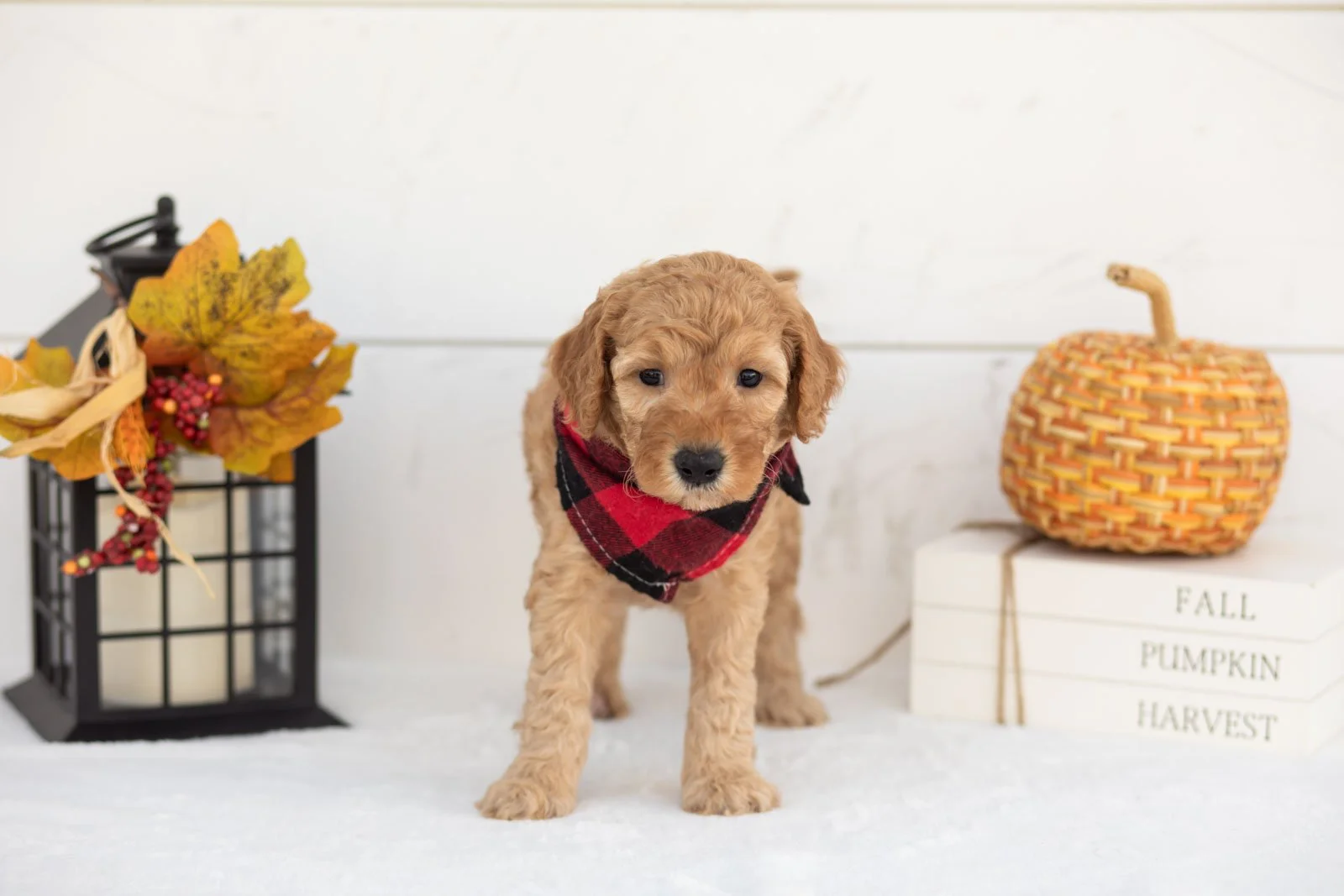 Jasper goldendoodle for sale 3.jpg