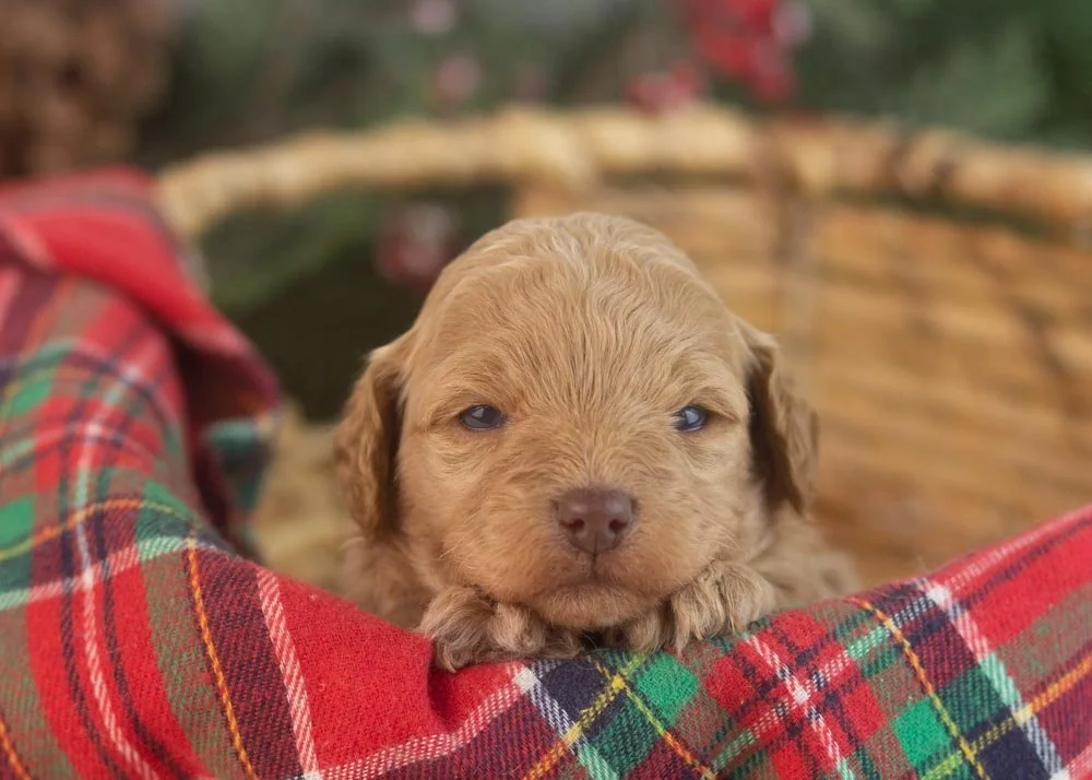 Indiana goldendoodle for sale.jpg