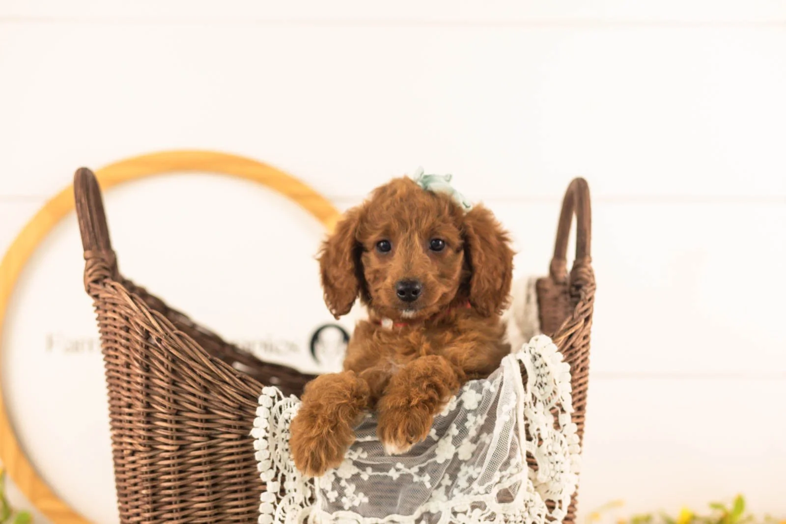 Lexy goldendoodle for sale(4).jpg