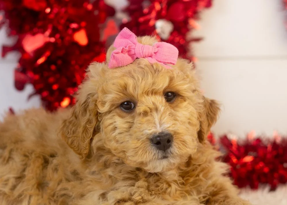 Fox goldendoodle for sale(2).jpg