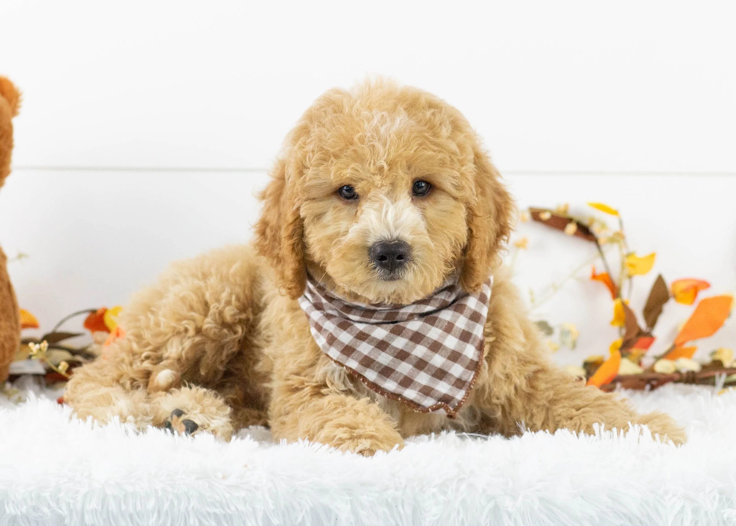 Mini Goldendoodle Service Dog Training A Goldendoodle Mini Tuxedo