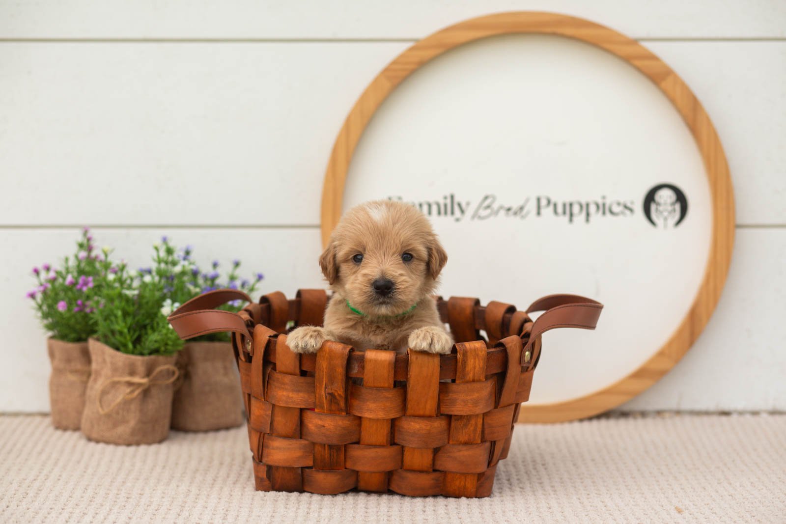 ethan goldendoodle for sale..jpg