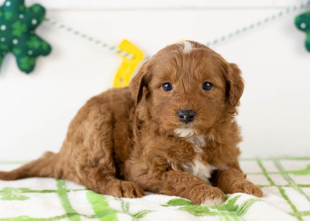 Frank goldendoodle for sale.jpg