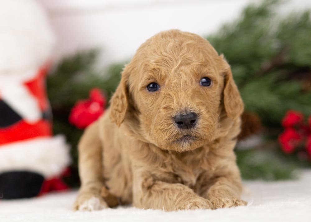 Buck goldendoodle for sale(2).jpg