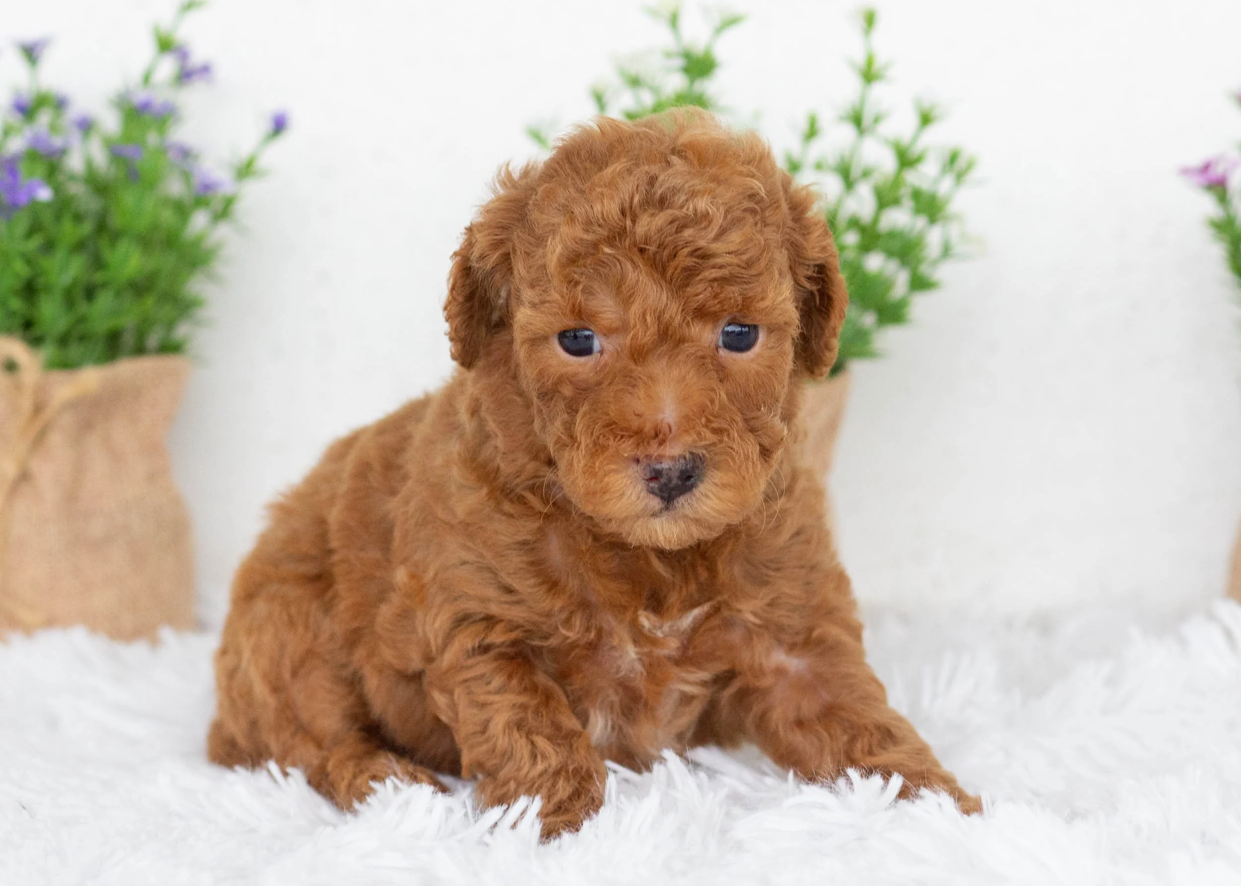 Vincent goldendoodle for sale(3).jpg