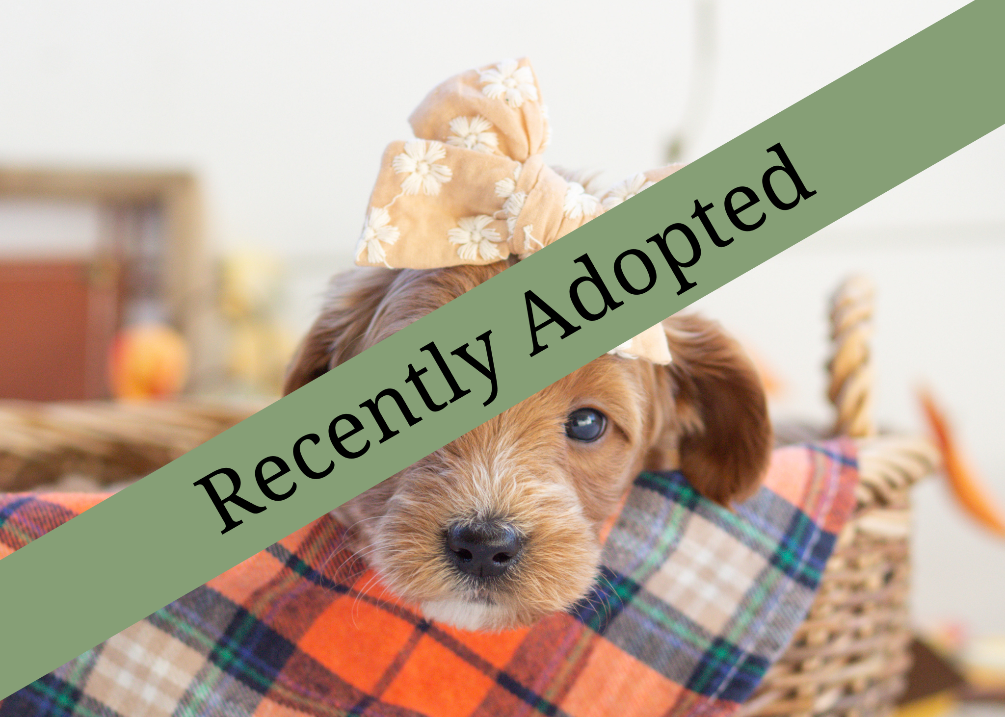 goldendoodle for sale