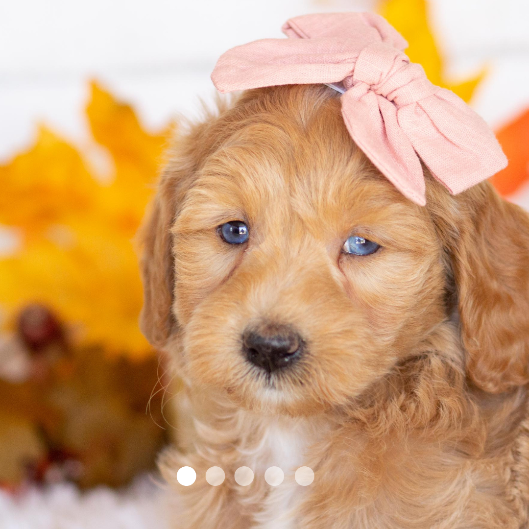 Copy of FBP Design.png