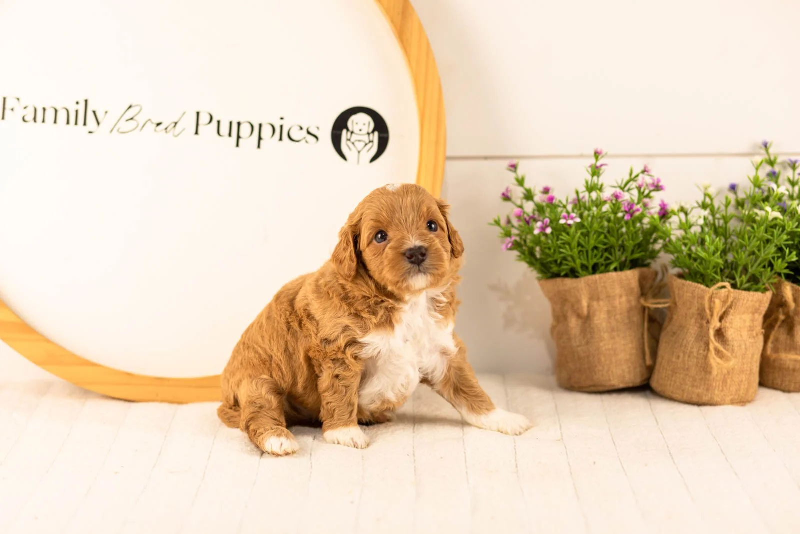 Burrow goldendoodle for sale.jpg