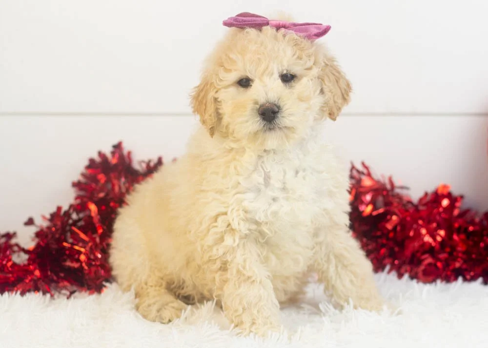 Darling goldendoodle for sale(3).jpg