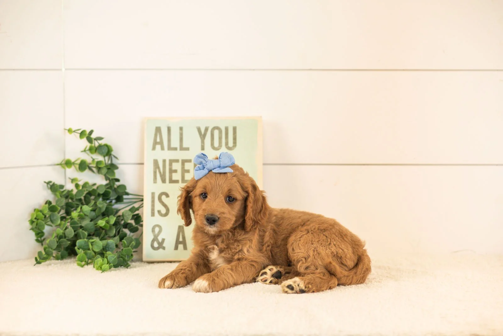 Odessa goldendoodle for sale.jpg