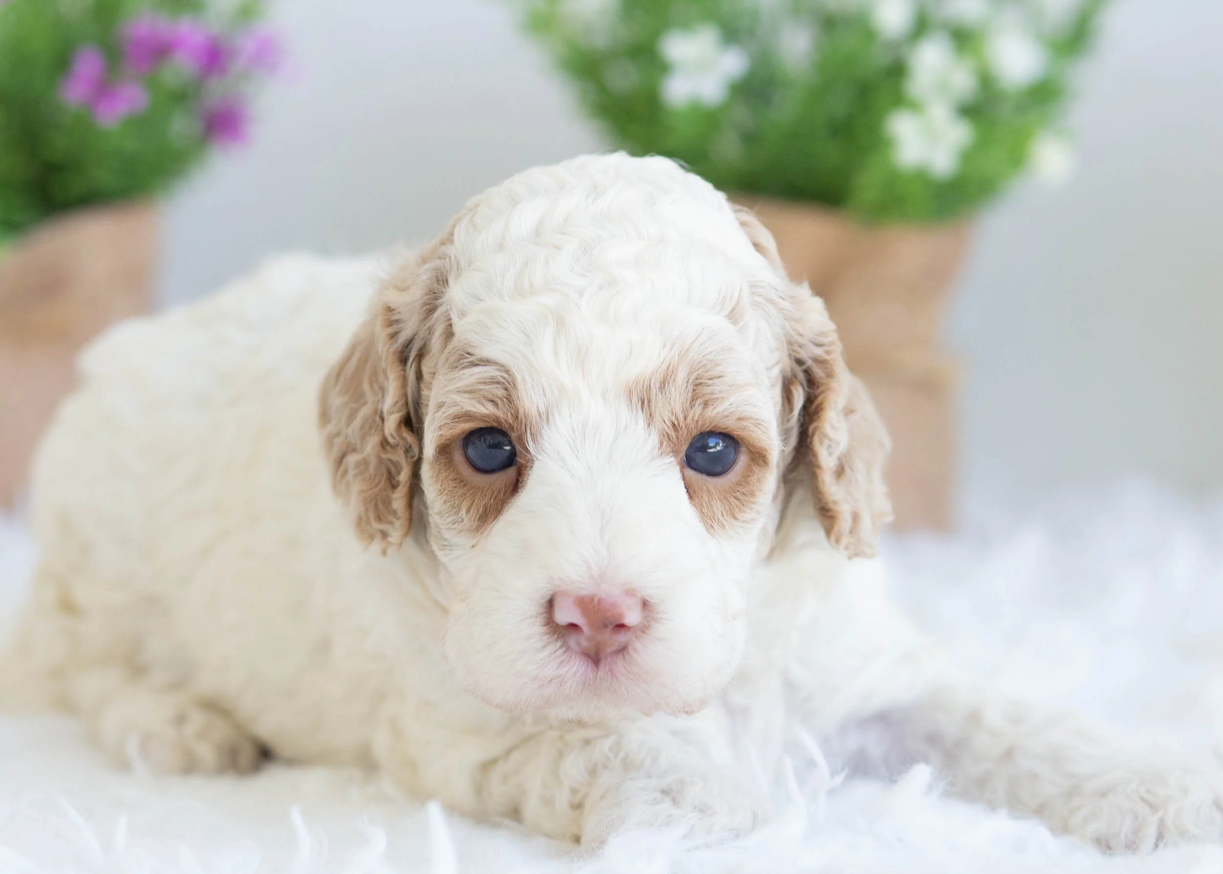 Zara Goldendoodle For Sale(1).jpg