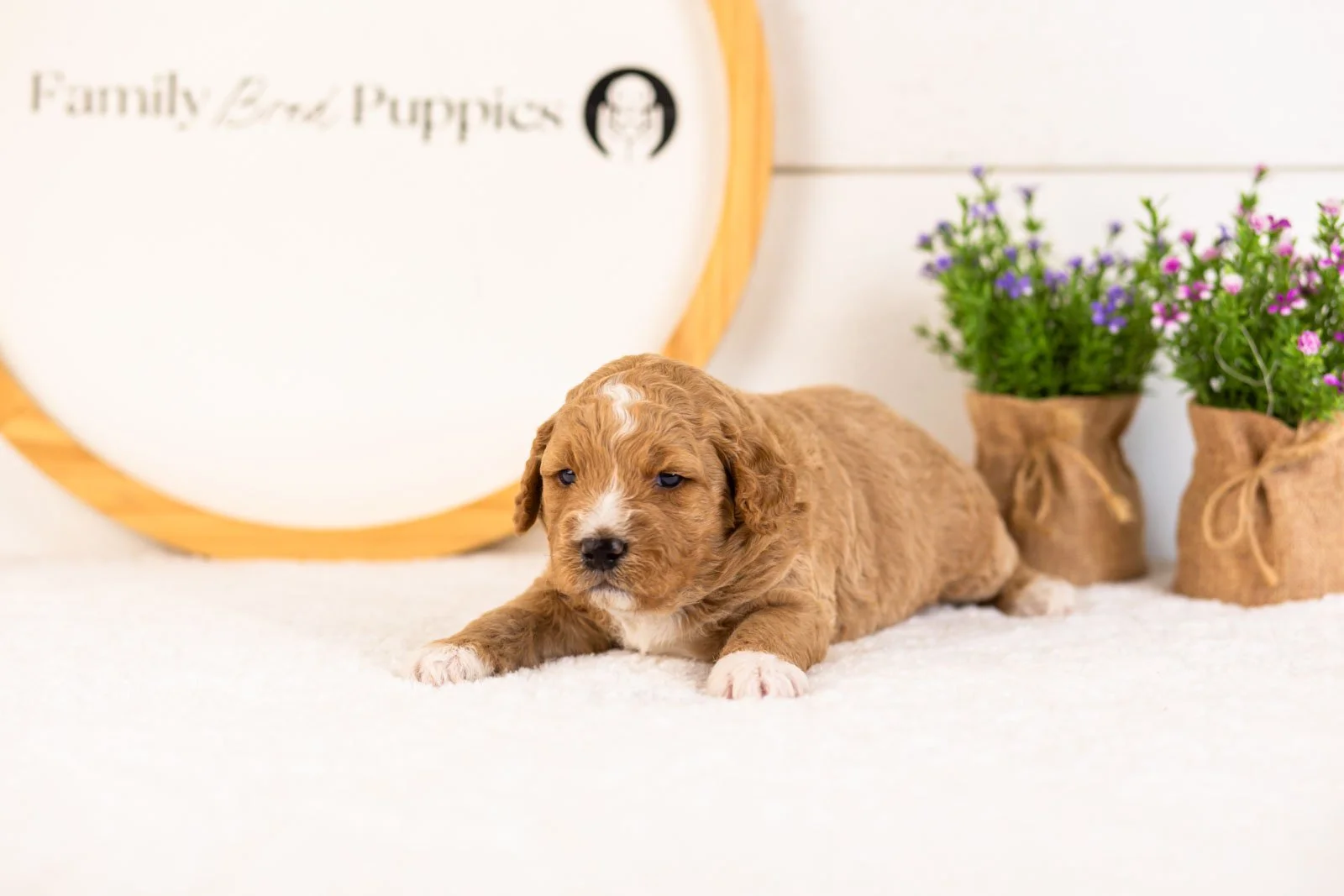 Brie goldendoodle for sale(2).jpg