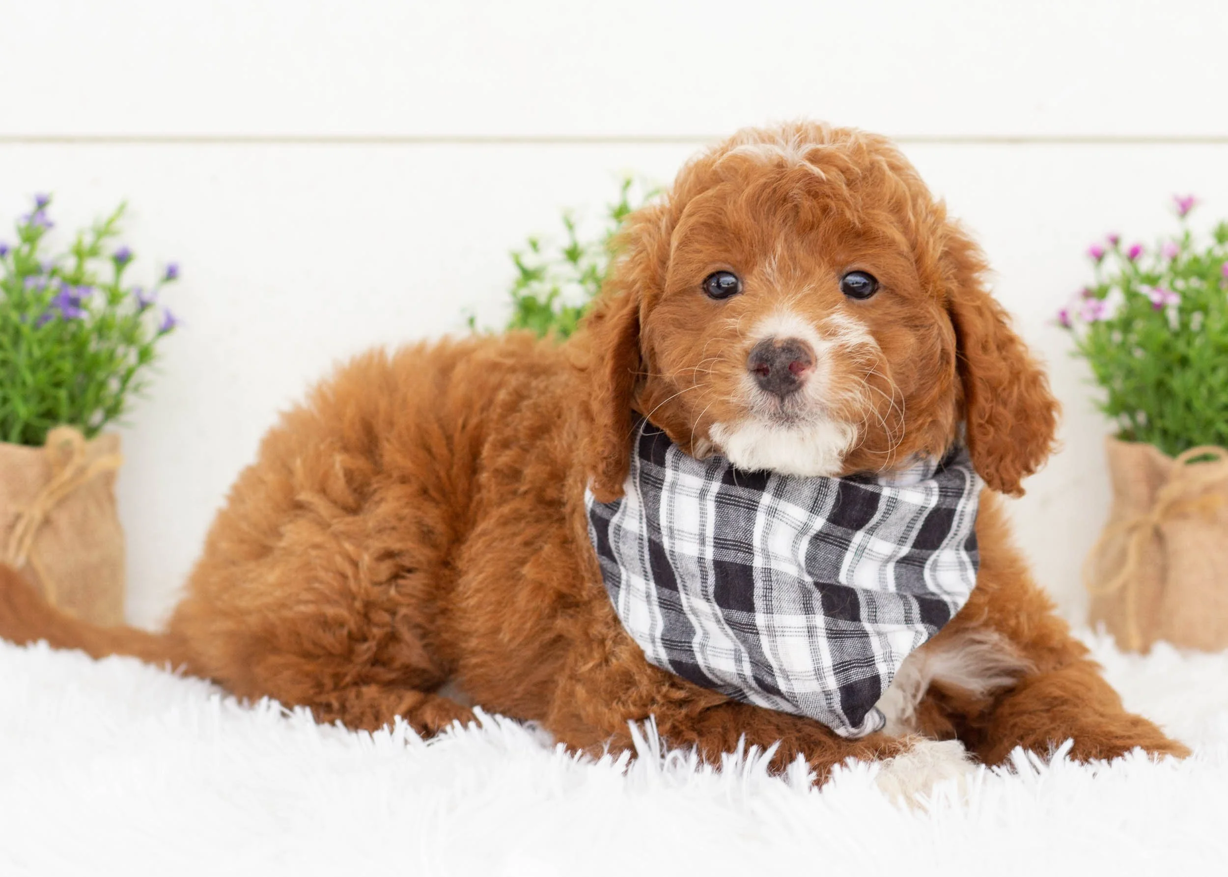 Oscar goldendoodle for sale(2).jpg