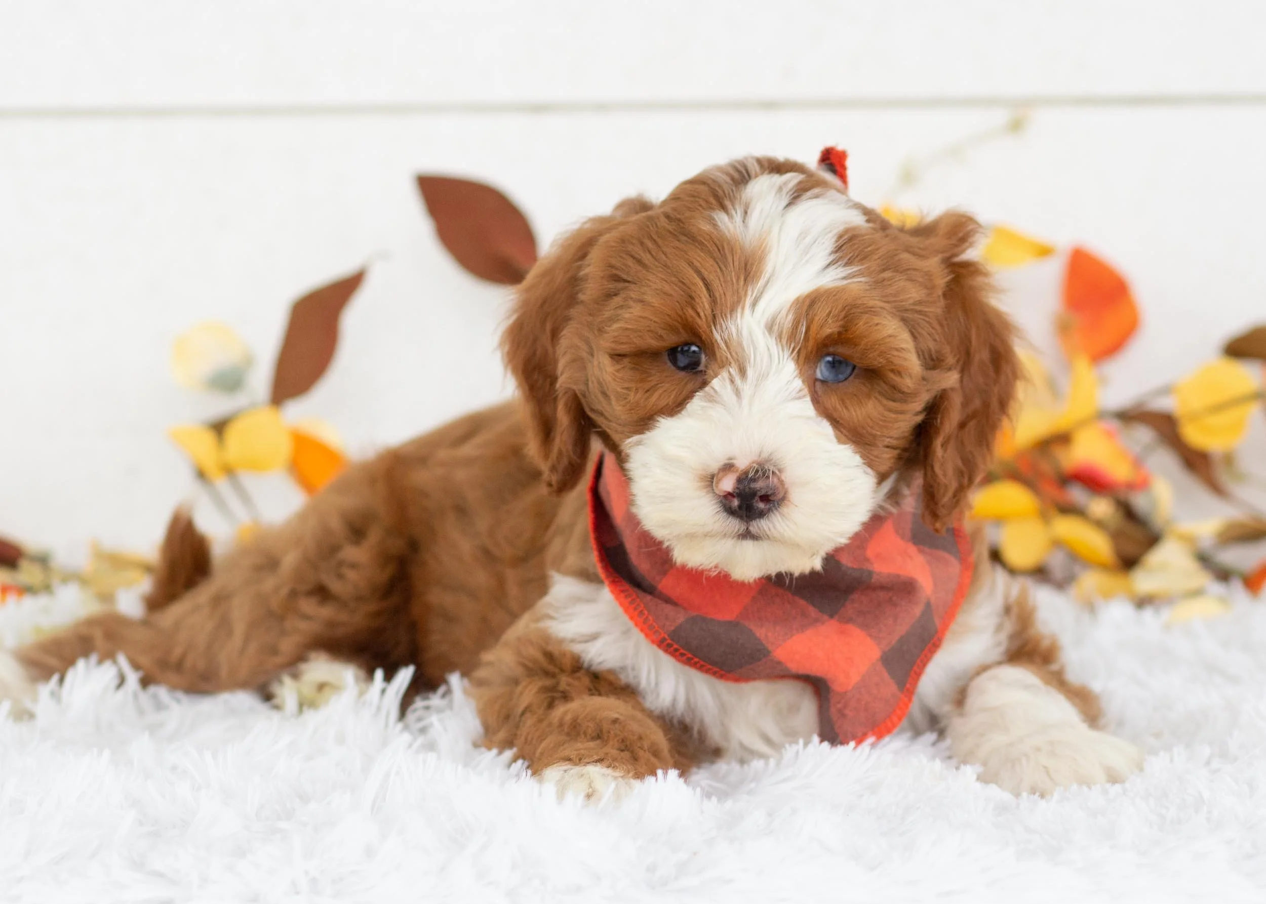 Fried Oreo Goldendoodle for sale(2).jpg