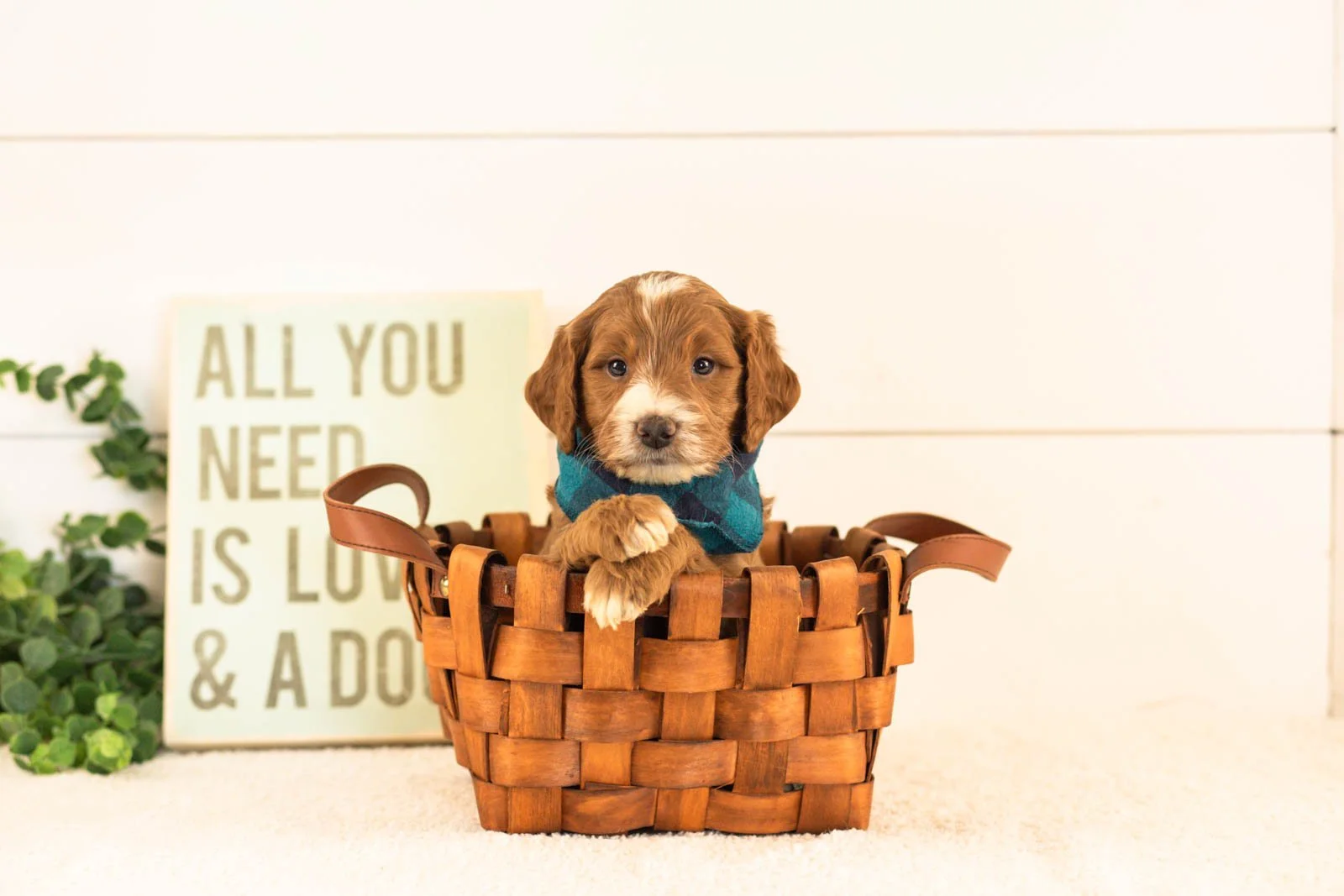 Abel goldendoodle for sale(2).jpg