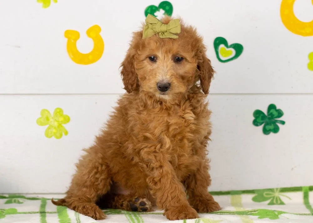 Lillian goldendoodle for sale(3).jpg