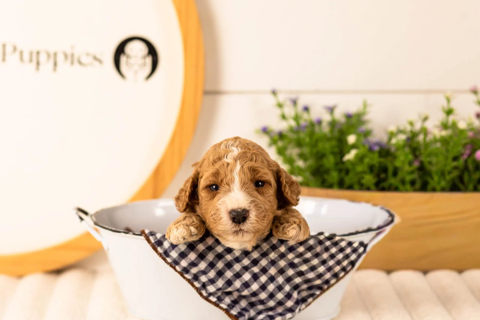 Lola goldendoodle for sale(4).jpg