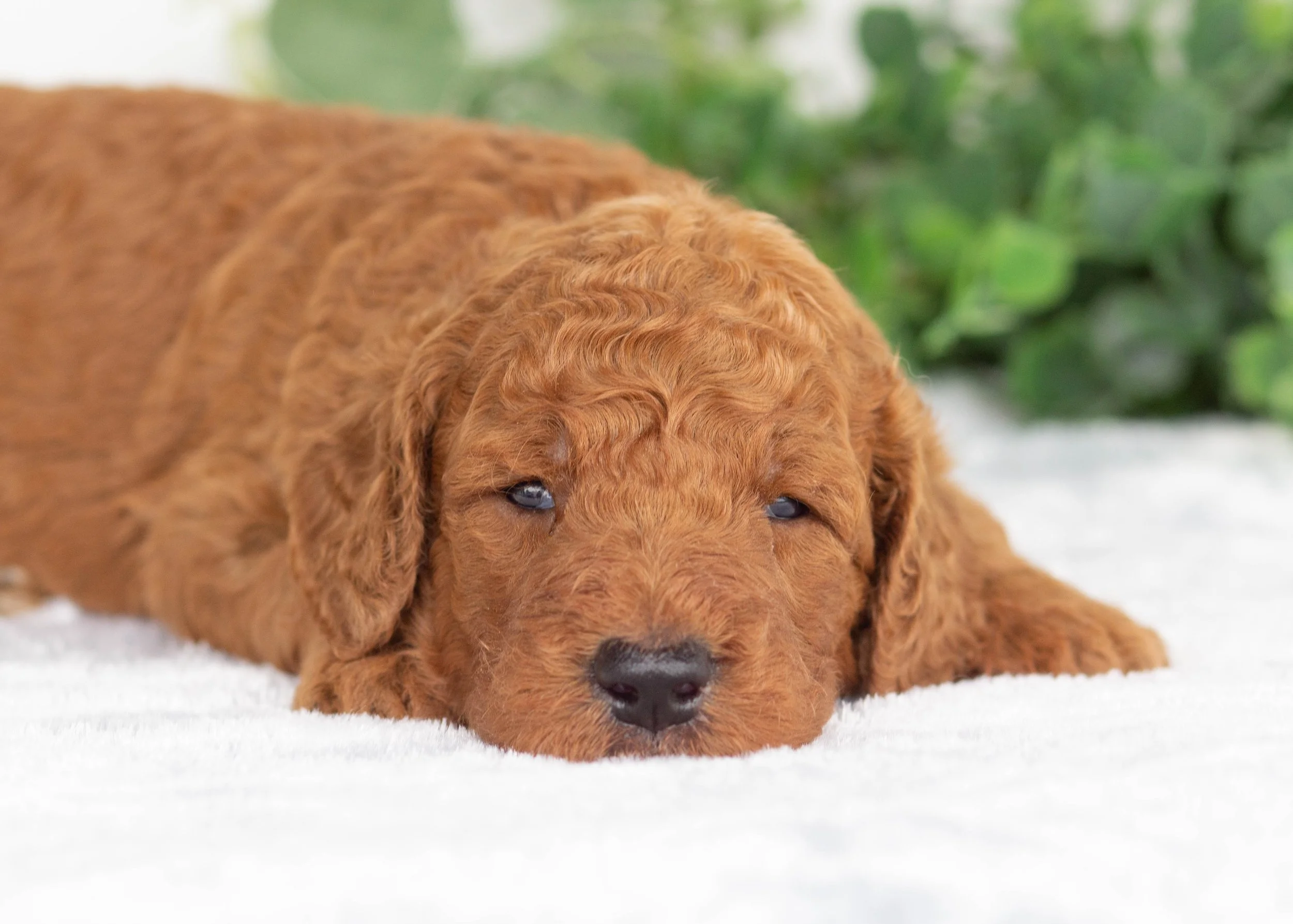 Astrid Goldendoodle for sale(2).jpg