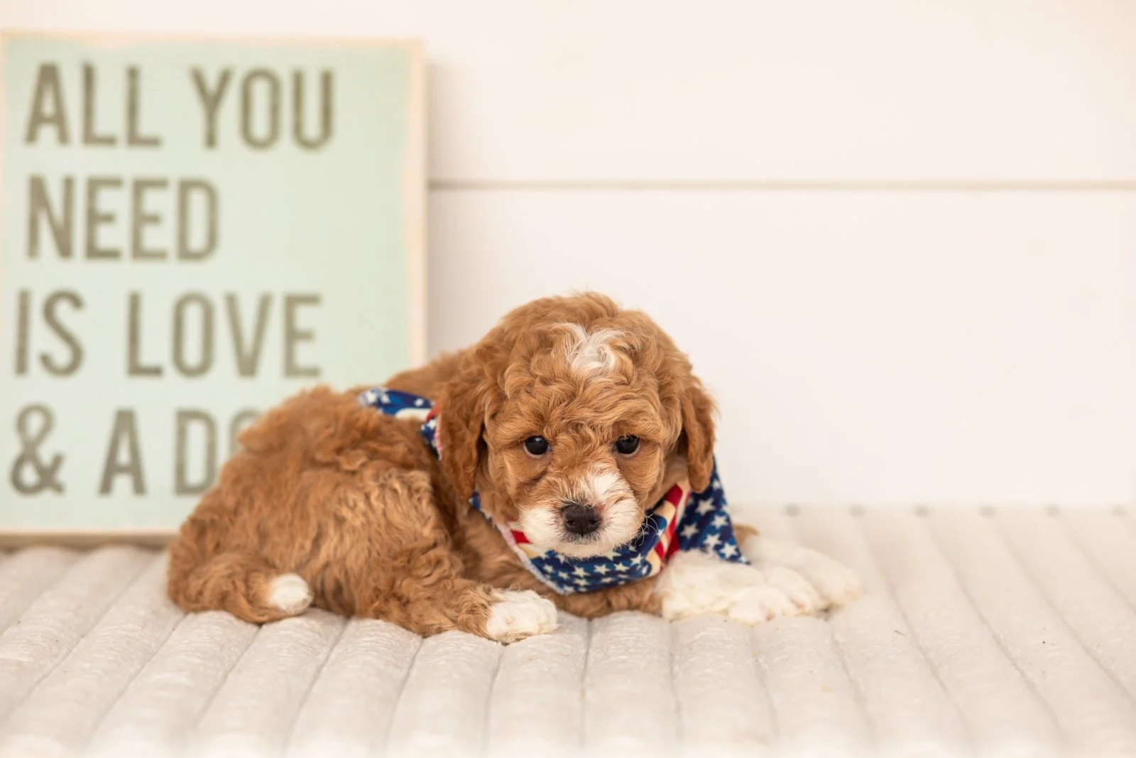 Lamar goldendoodle for sale.jpg