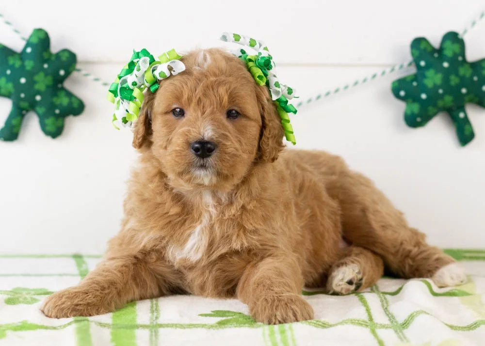 Java goldendoodle for sale(2).jpg