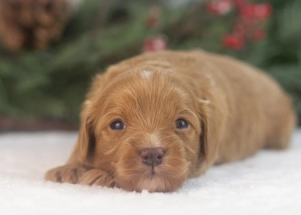 Eleven goldendoodle for sale(3).jpg