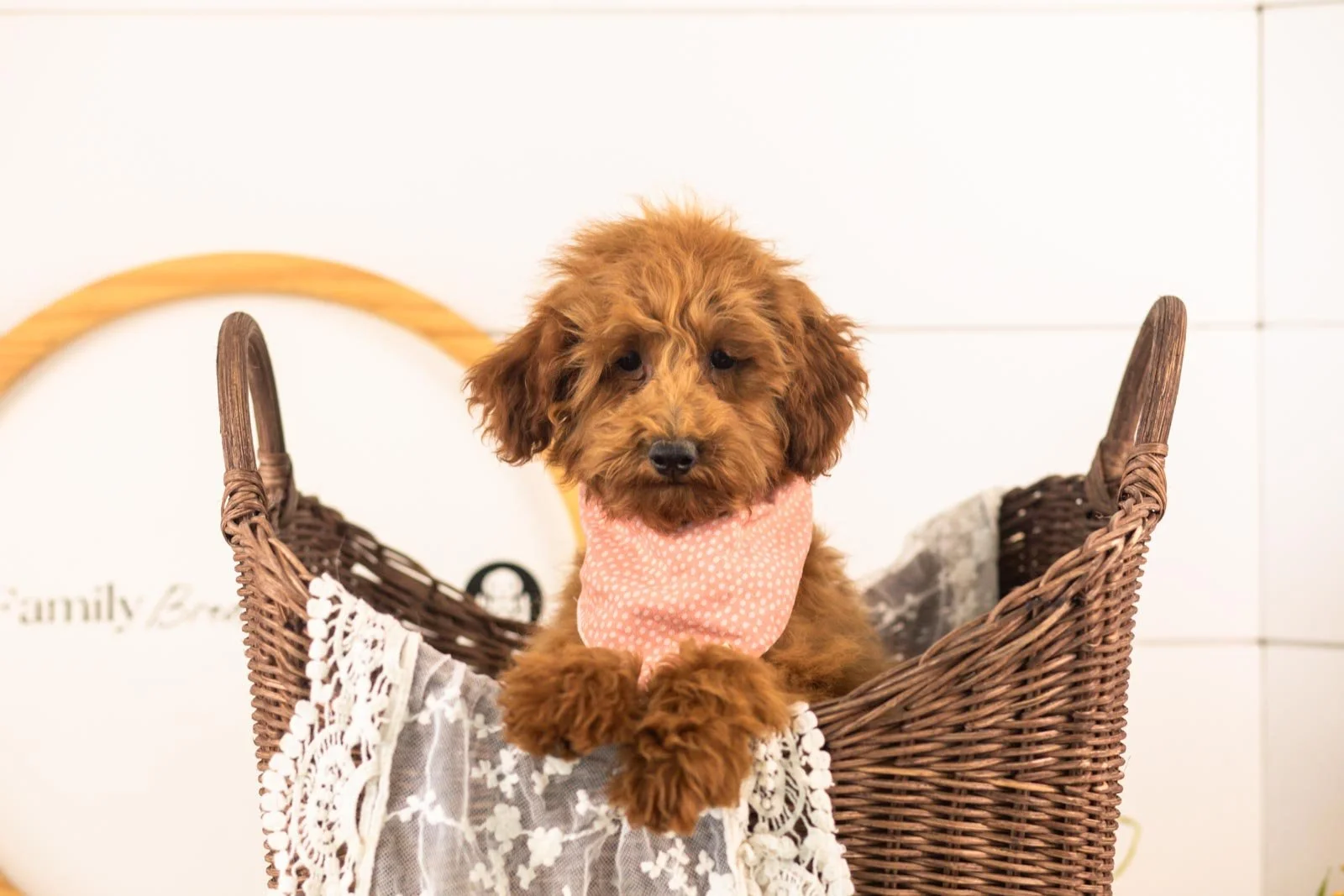Russell goldendoodle for sale(2).jpg
