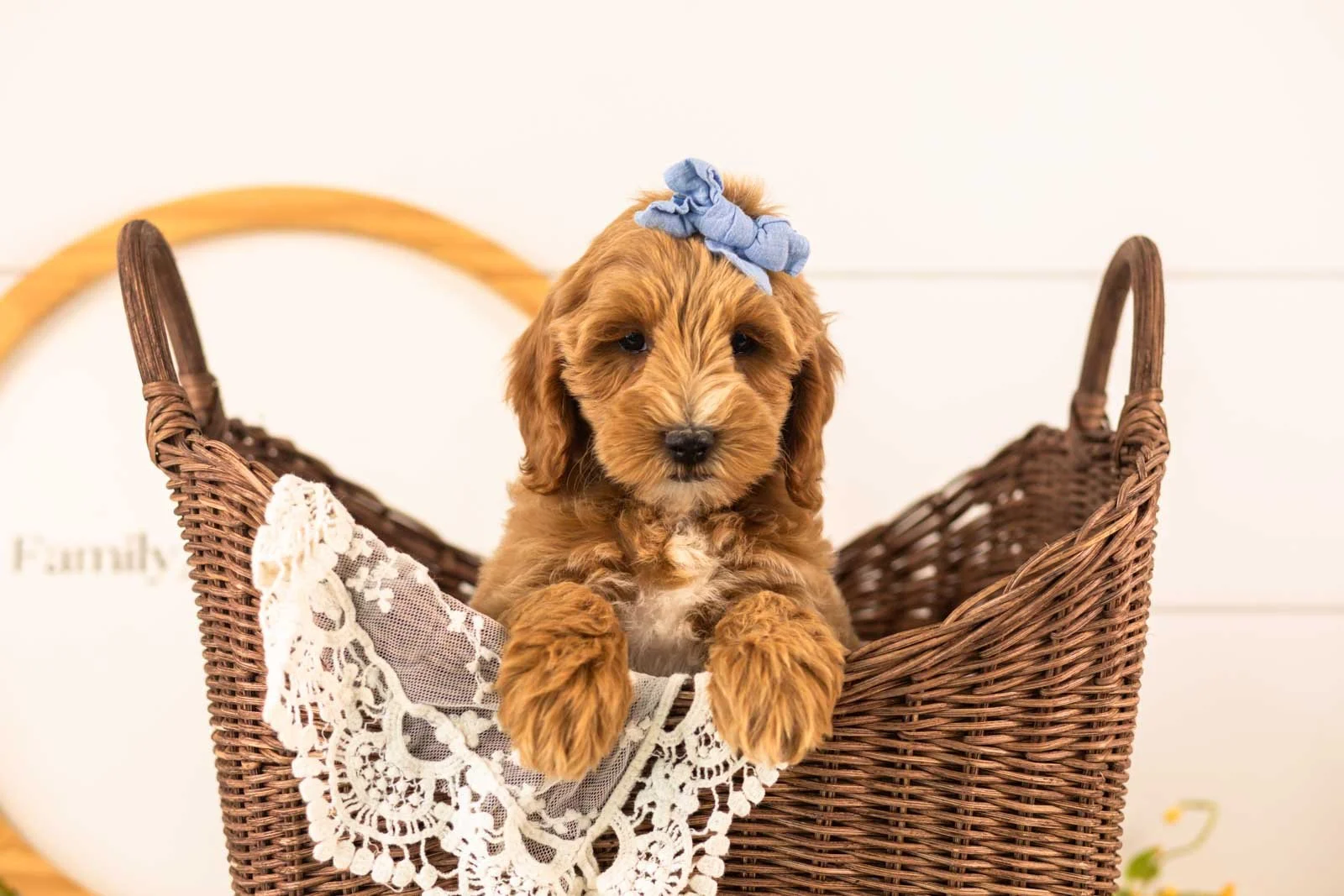 Rain Goldendoodle for sale(3).jpg