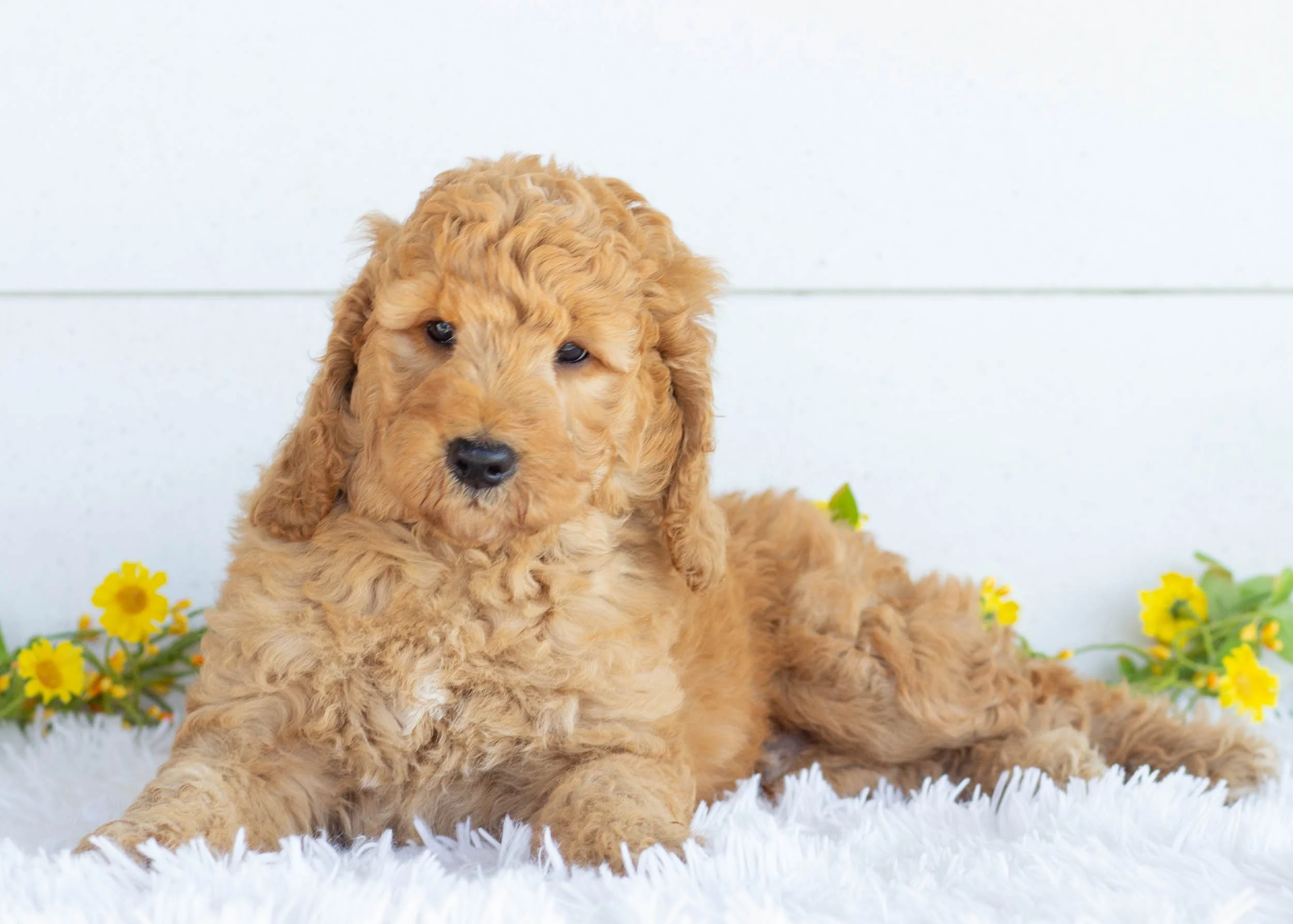 Tuffnut Goldendoodle for sale6.jpg