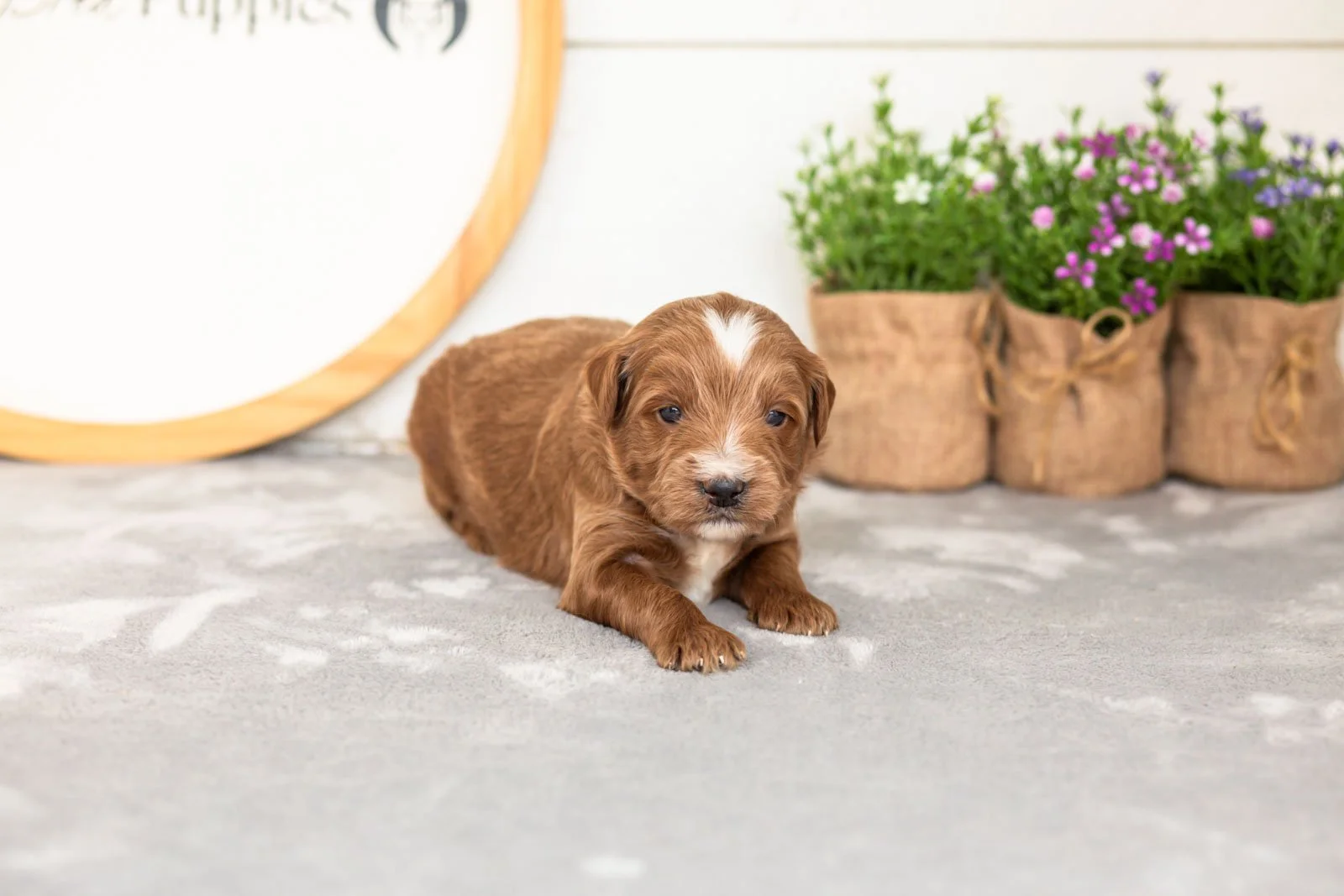 Jolt goldendoodle for sale.jpg