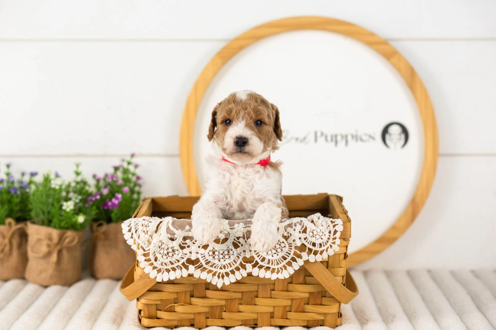 Luca goldendoodle for sale(3).jpg