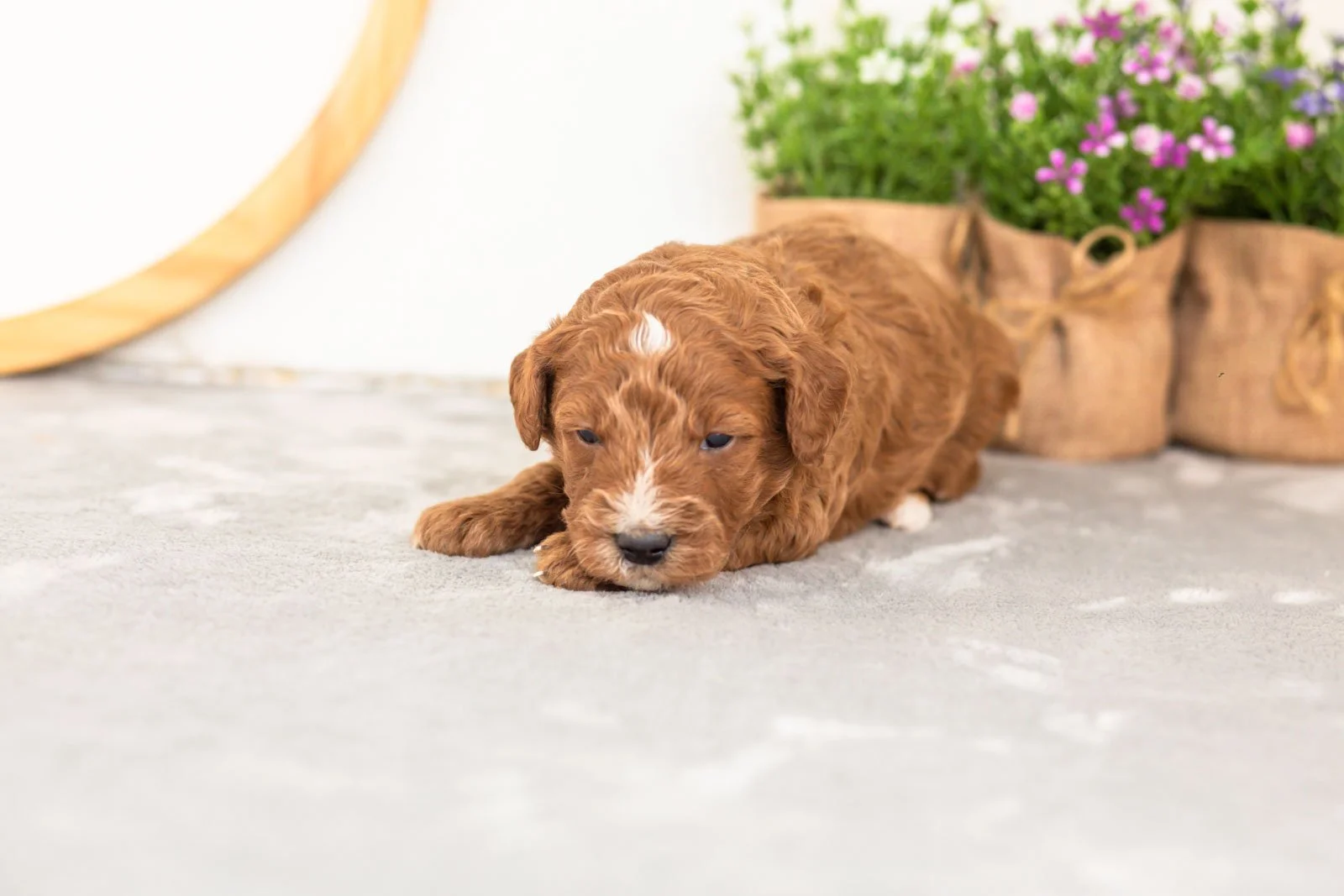 Psyduck goldendoodle for sale(1).jpg