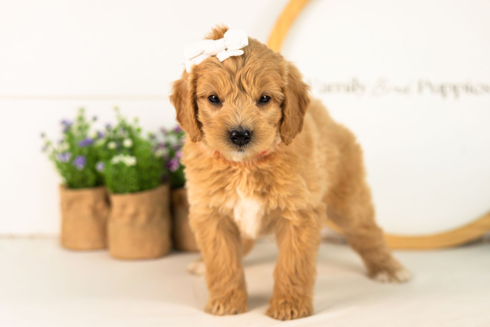 Marty goldendoodle for sale(2).jpg