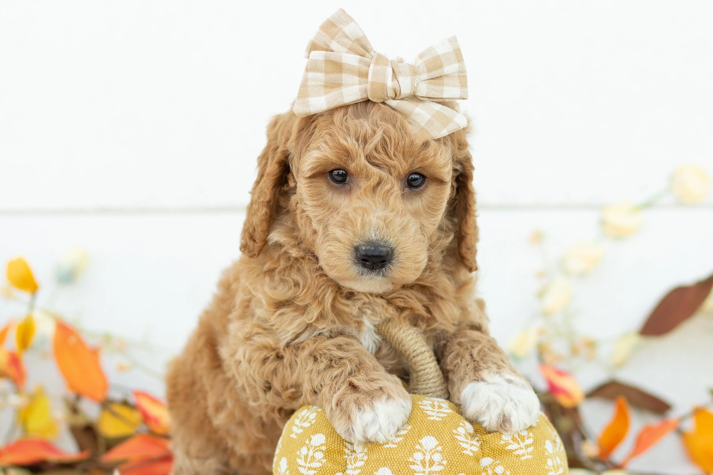 Lottie goldendoodle for sale(1).jpg