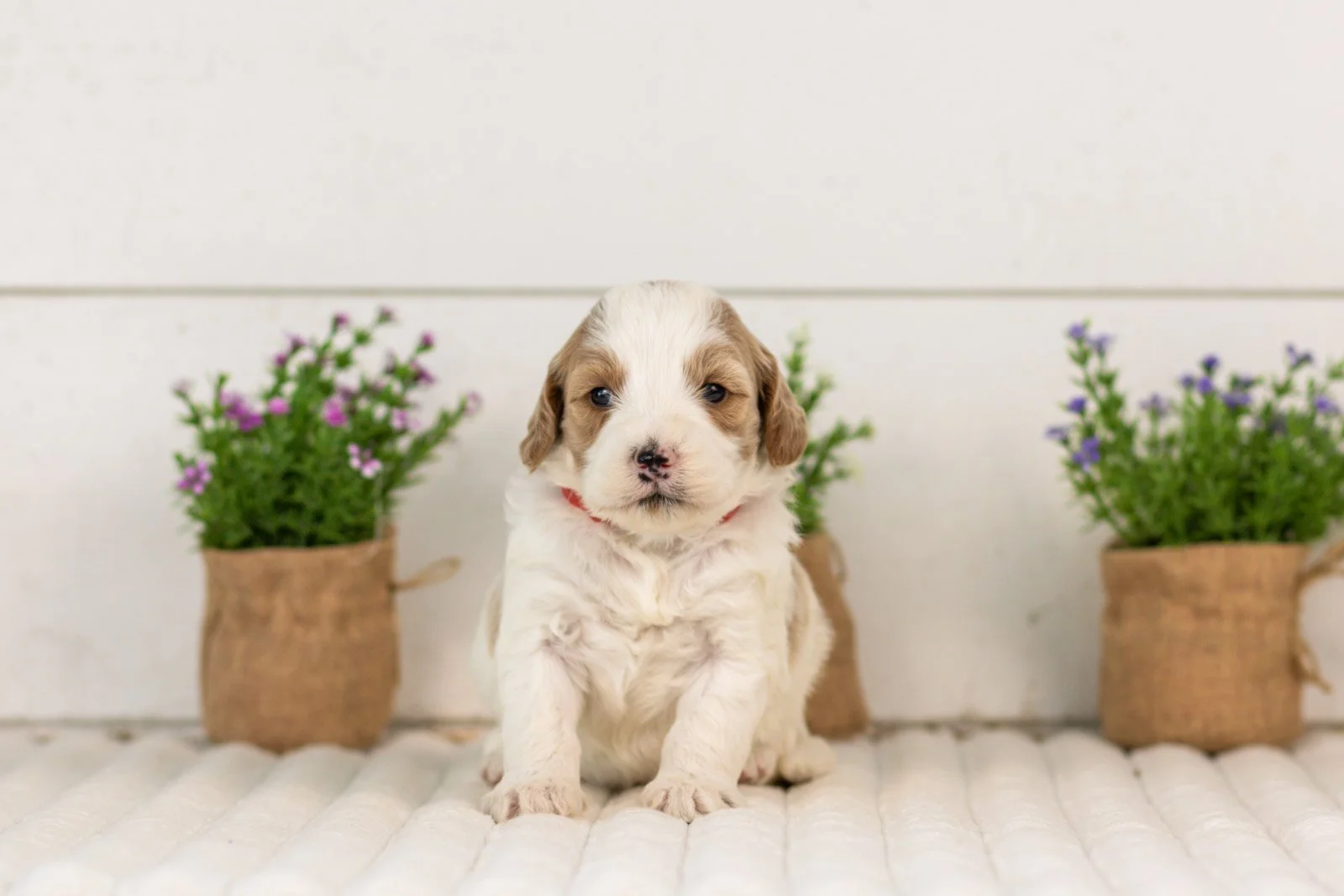 Dominic goldendoodle for sale(2).jpg
