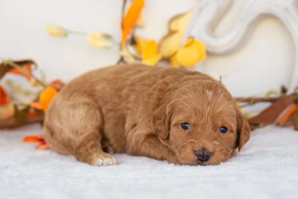 ham goldendoodle for sale(4).jpg