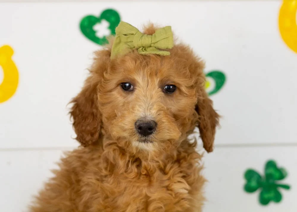 Lillian goldendoodle for sale(2).jpg