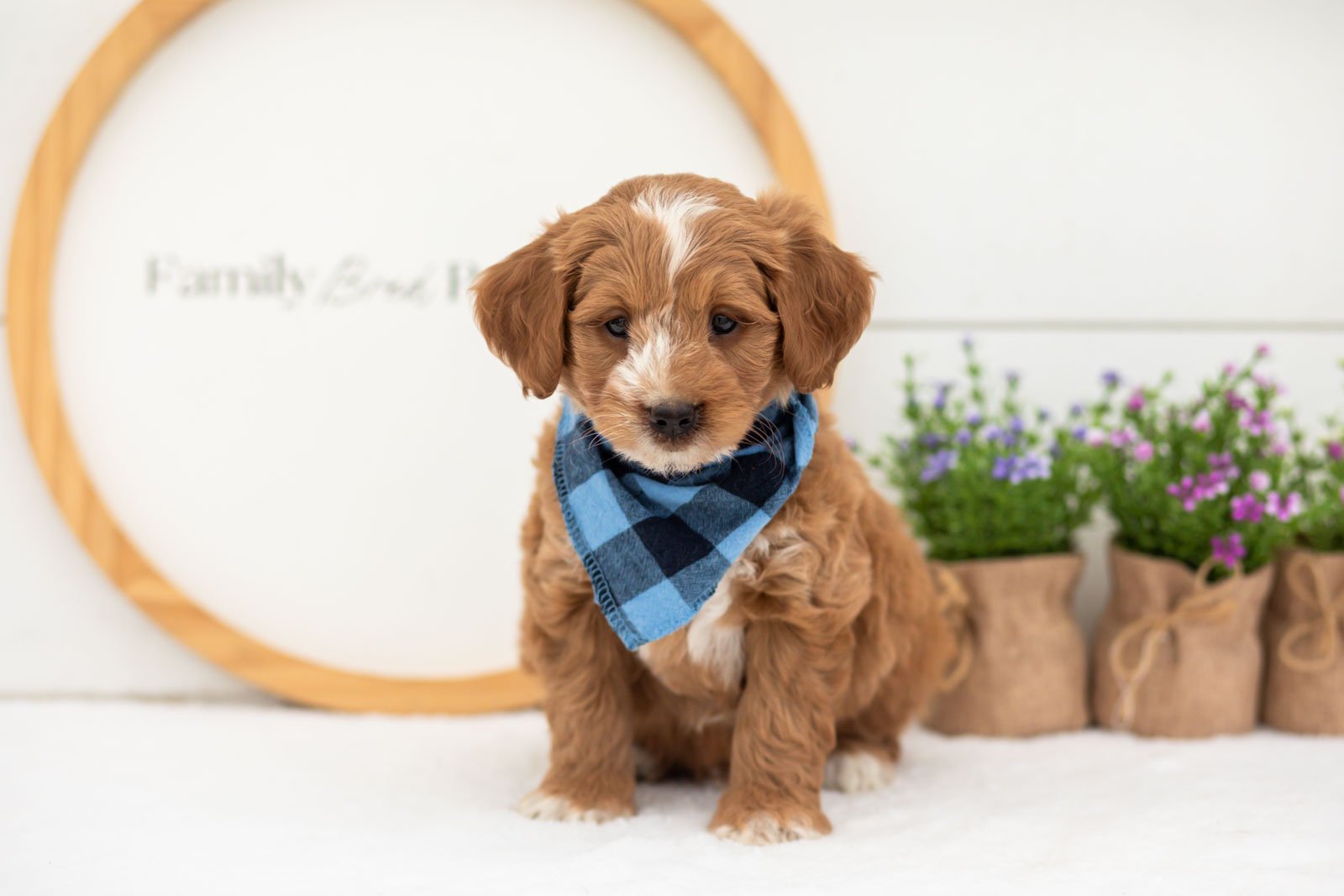 Bobby goldendoodle for sale(1).jpg