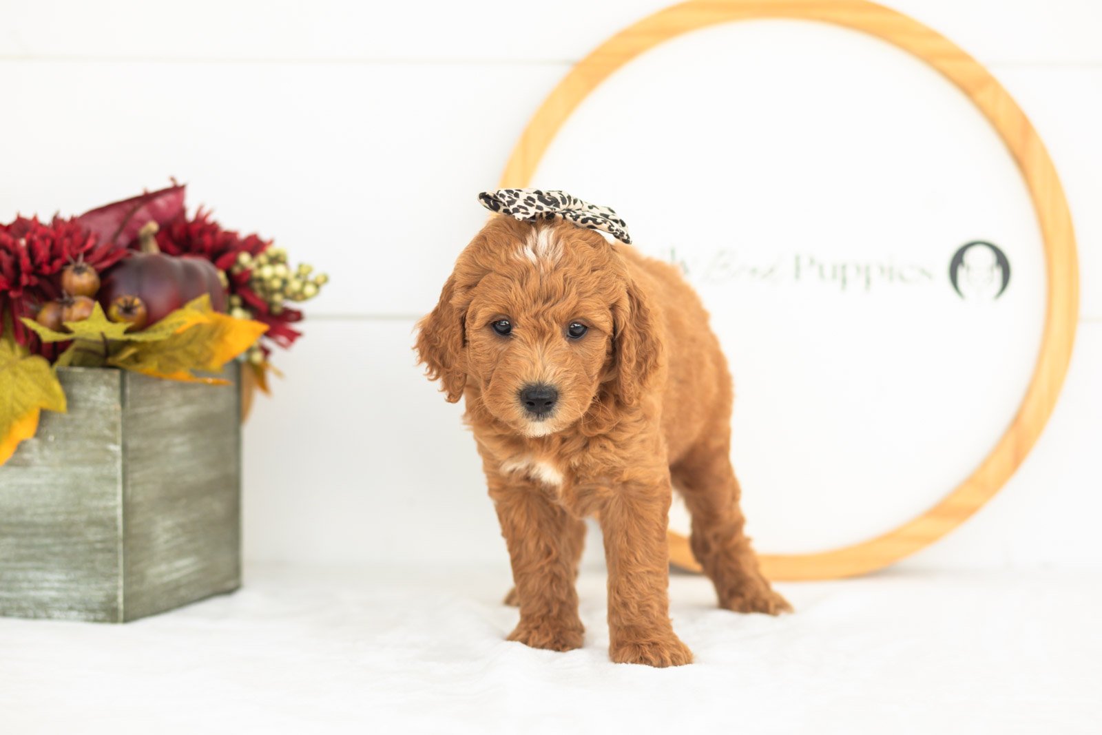 Satin goldendoodle for sale(4).jpg