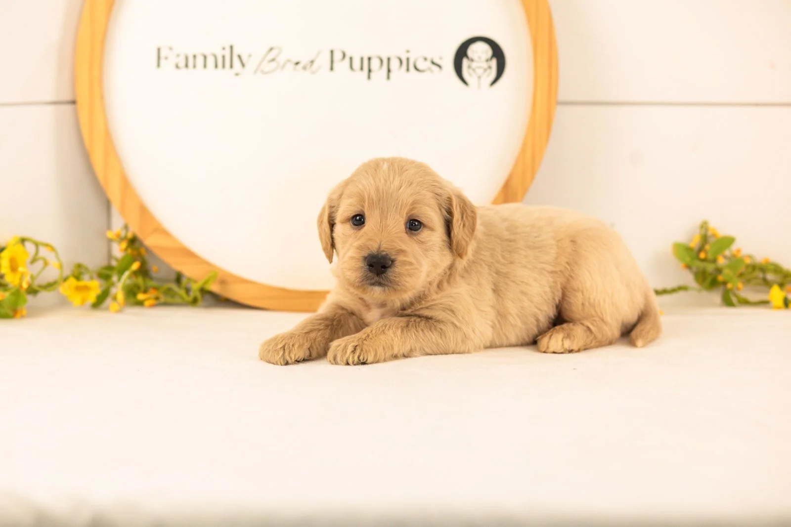 Nugget goldendoodle for sale.jpg