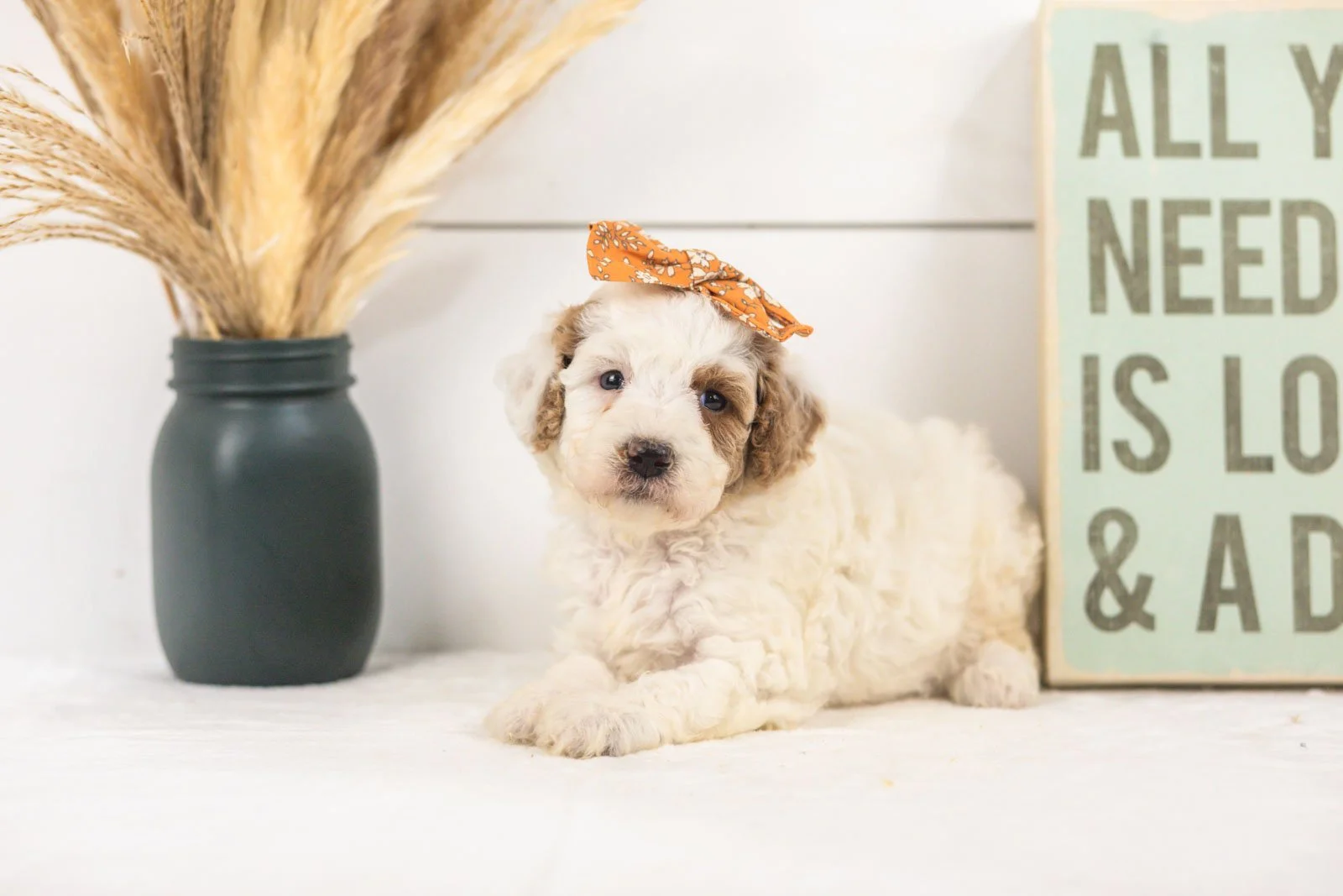 Olive goldendoodle for sale(2).jpg