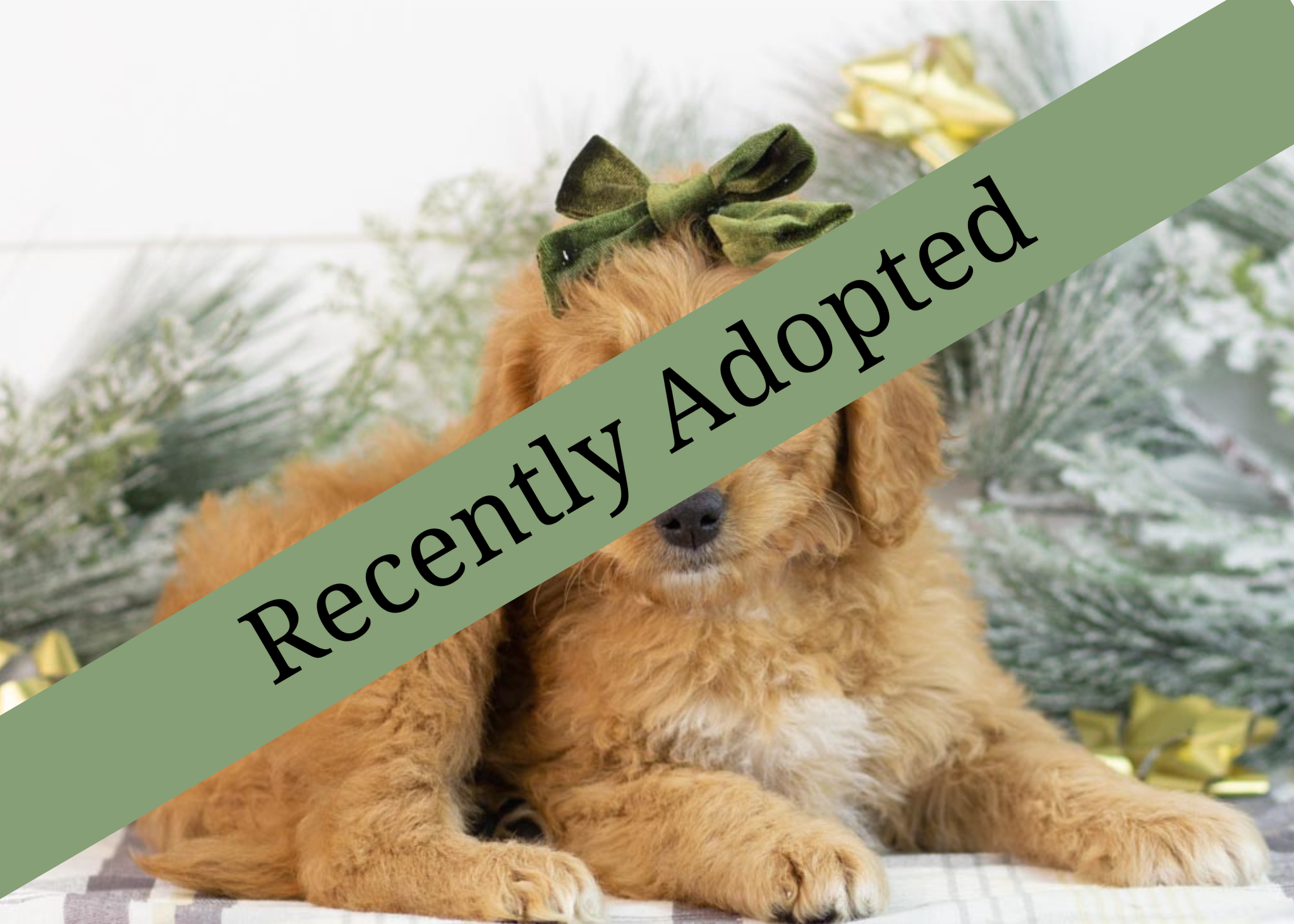 goldendoodle for sale