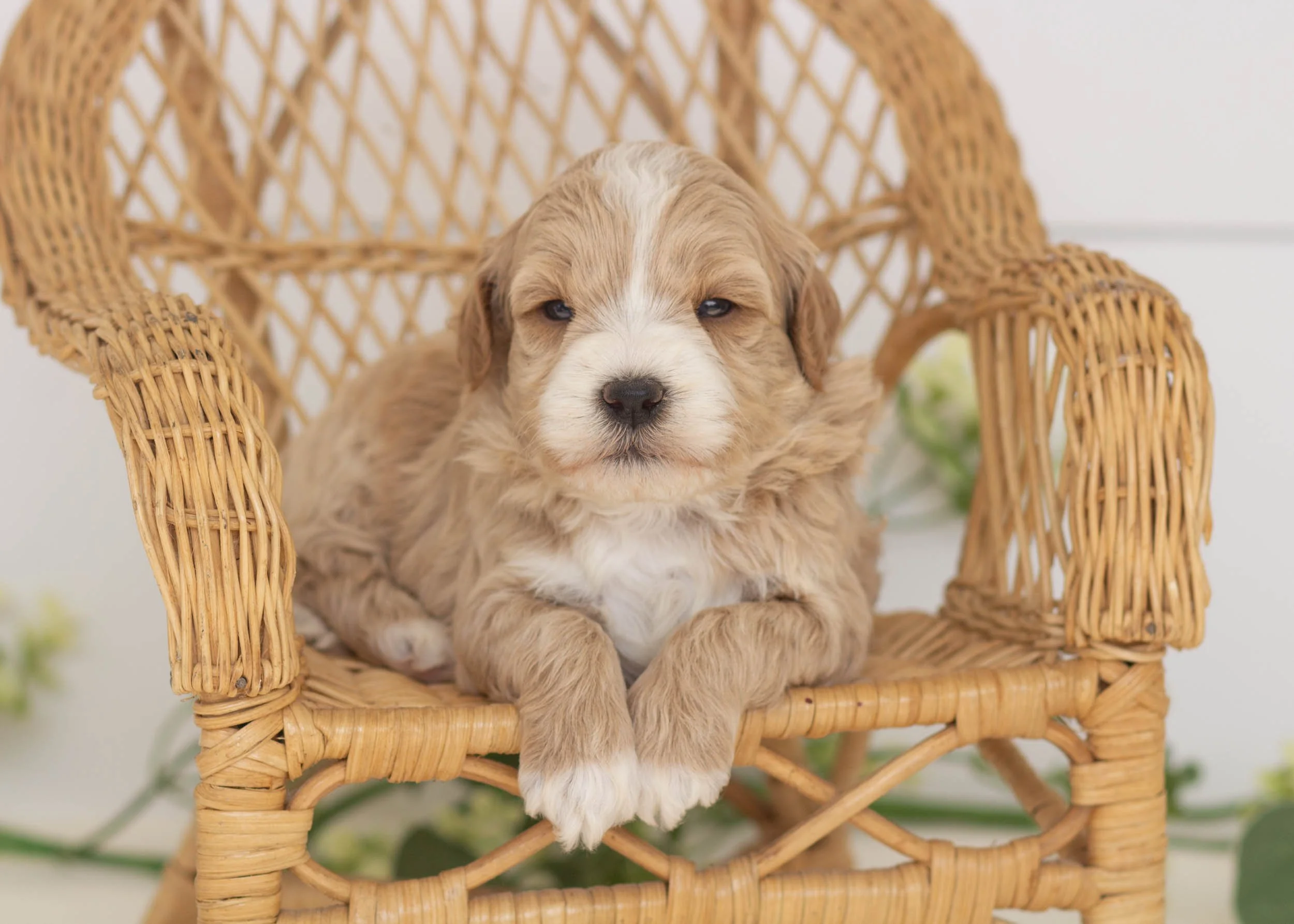 Jude Male (Available) — Family Bred Puppies