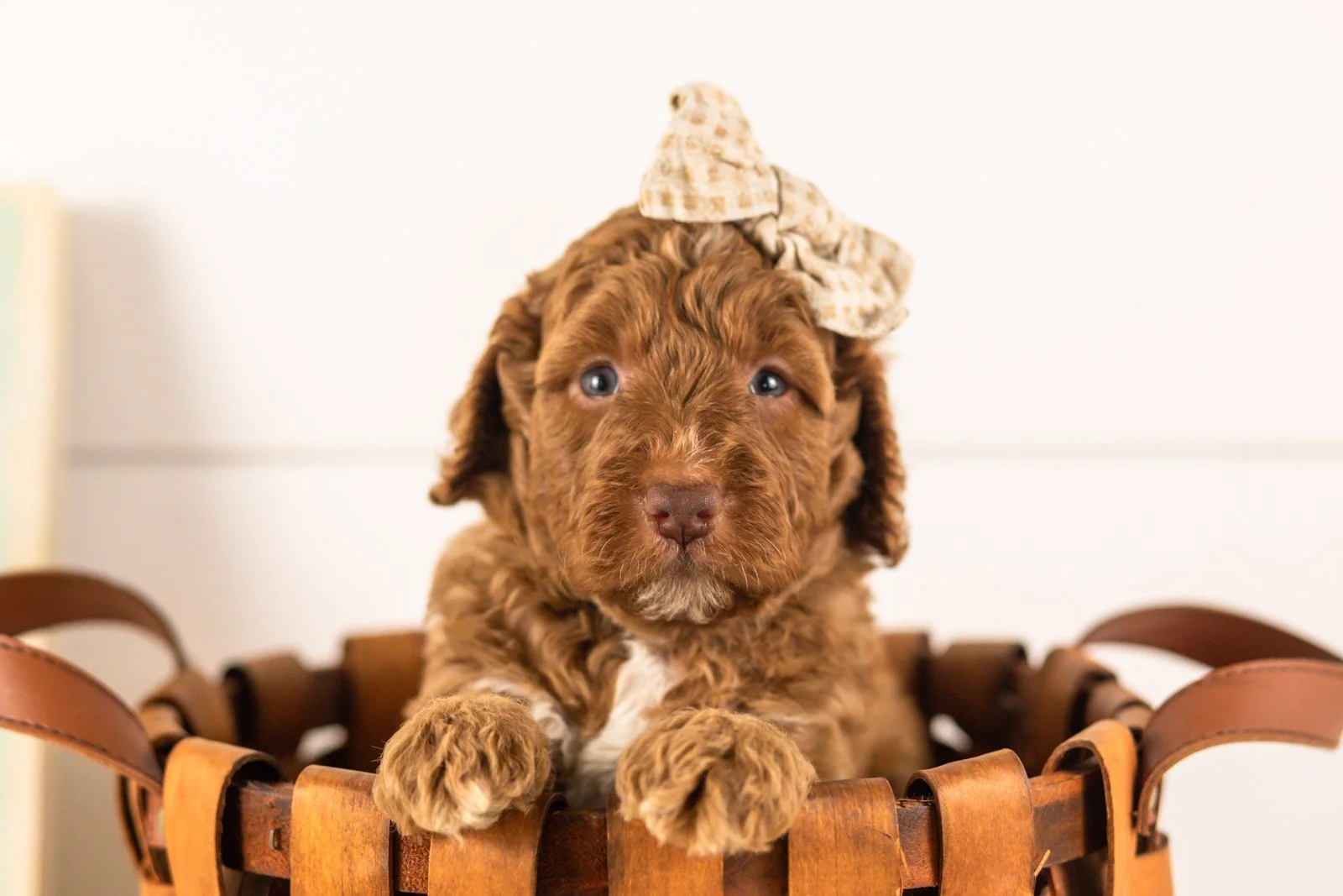 Layla goldendoodle for sale(1).jpg