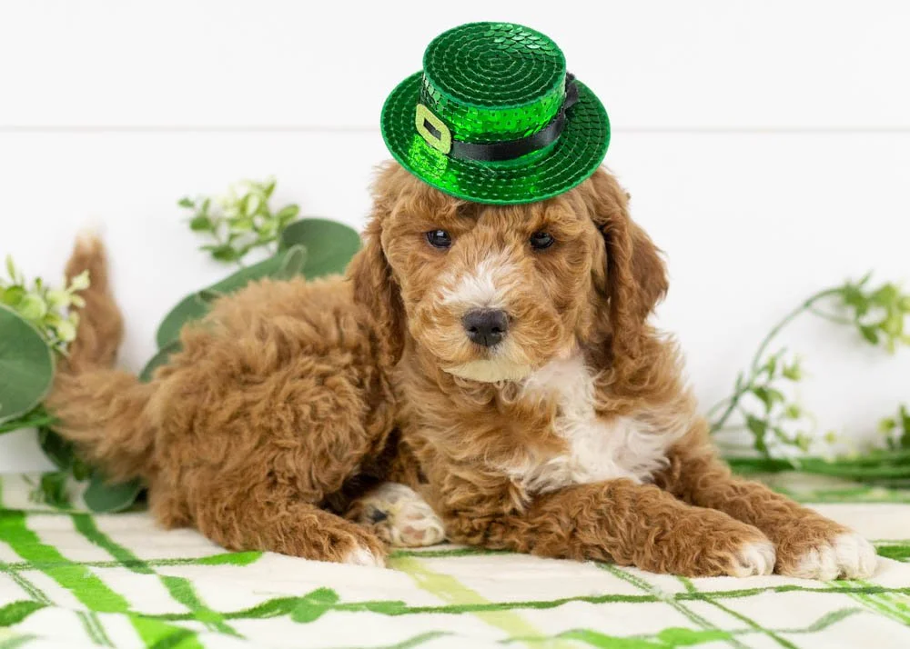 Josiah 1-1-26 North 6. 10oz-2.jpg